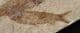 2 LOVELY SMALL KNIGHTIA - EOCENE, WYOMING, USA.