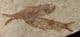 2 LOVELY SMALL KNIGHTIA - EOCENE, WYOMING, USA.
