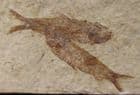 2 LOVELY SMALL KNIGHTIA - EOCENE, WYOMING, USA.