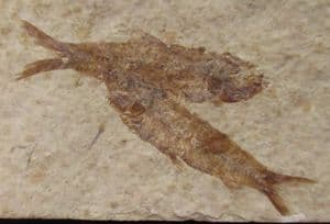 2 LOVELY SMALL KNIGHTIA - EOCENE, WYOMING, USA.
