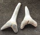 2 SAND SHARK TEETH - LONDON CLAY, BAWDSEY CLIFFS, SUFFOLK.