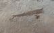 2 SUPERB DRAGONFLY LARVAE FROM THE LOWER MIOCENE OF GERMANY.