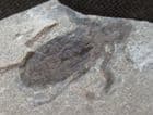 2 SUPERB DRAGONFLY LARVAE FROM THE LOWER MIOCENE OF GERMANY.