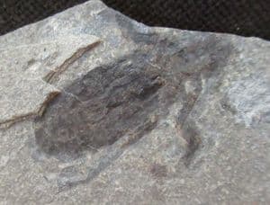 2 SUPERB DRAGONFLY LARVAE FROM THE LOWER MIOCENE OF GERMANY.