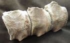 3 ARTICULATED MOSASAUR VERTEBRAE - CRETACEOUS, TEXAS.