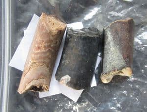 3 BEAVER INCISOR TEETH - PLEISTOCENE,FLORIDA.