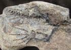 3 PARTIAL MARINE REPTILES SHOWING REAR LIMBS - PERMIAN, MADAGASCAR.
