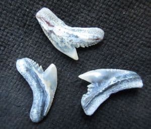 3 PRISTINE TIGER SHARK TEETH - MIOCENE, NORTH CAROLINA.