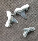 3 SHARK TEETH - BRACHYCARCHRIAS LERICHEI - PALEOCENE, VIRGINIA, USA.