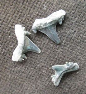 3 SHARK TEETH - BRACHYCARCHRIAS LERICHEI - PALEOCENE, VIRGINIA, USA.