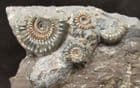 3 SPECIES OF AMMONITE ON DRIFTWOOD - JURASSIC, LYME REGIS.