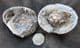 3D CRAB IN NODULE - OLIGOCENE, DENMARK.