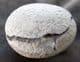 3D CRAB IN NODULE - OLIGOCENE, DENMARK.