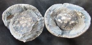3D CRAB IN NODULE - OLIGOCENE, DENMARK.
