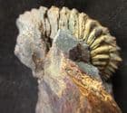 3D NESEURETUS ON FREESTANDING PEDESTAL OF MATRIX - ORDOVICIAN, BRITTANY, FRANCE.