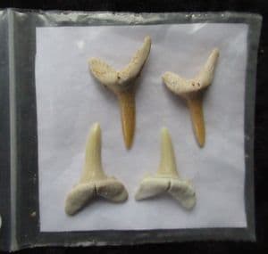 4 ODONTASPIS MCROTA PREMUT STRIATA TEETH - EOCENE, MOROCCO.