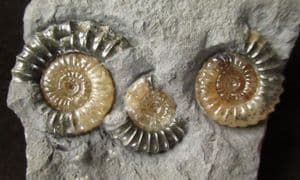 4 PROMICROCERAS - 2 SHOWING 'BITE' MARKS - JURASSIC, LYME REGIS.