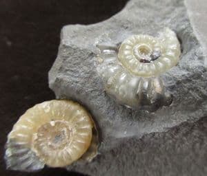 4 PROMICROCERAS ON F DIFFERENT LEVELS. - JURASSIC, LYME REGIS.