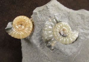 4 PROMICROCERAS ON MATRIX - JURASSIC, LYME REGIS.