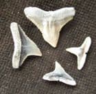 4 PURFECT BULL SHARK TEETH - MIOCENE, NORTH CAROLINA.