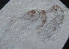 4 SHRIMPS - CRETACEOUS, LEBANON.