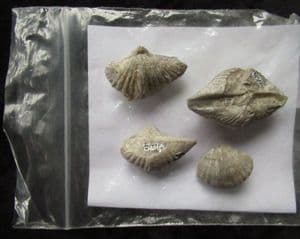 4 SPIRIFERS - CARBONIFEROUS LIMESTONE, DERBYSHIRE.