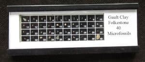 40 MICROFOSSILS FROM THE GAULT CLAY OF FOLKESTONE.