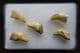 5 CUB CANINES FROM THE EARLY PLEISTOCENE BEAR URSUS DENINGERI