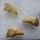 5 CUB CANINES FROM THE EARLY PLEISTOCENE BEAR URSUS DENINGERI