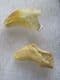 5 CUB CANINES FROM THE EARLY PLEISTOCENE BEAR URSUS DENINGERI