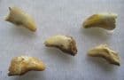 5 CUB CANINES FROM THE EARLY PLEISTOCENE BEAR URSUS DENINGERI