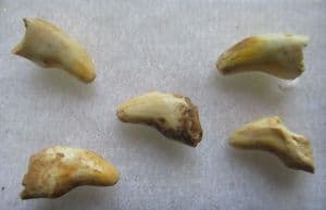 5 CUB CANINES FROM THE EARLY PLEISTOCENE BEAR URSUS DENINGERI