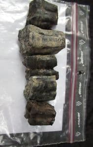 5 EARLY HORSE TEETH - PLEISTOCENE, FLORIDA.