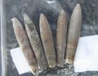 5 LOVELY BELEMNITES FROM SPEETON, YORKSHIRE.
