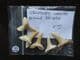 5 PERFECT SHARK TEETH - EOCENE, MOROCCO.