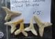 5 PERFECT SHARK TEETH - EOCENE, MOROCCO.