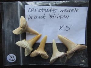 5 PERFECT SHARK TEETH - EOCENE, MOROCCO.