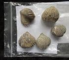5 RHYNCHONELLID BRACHIOPODS - JURASSIC, MOROCCO.