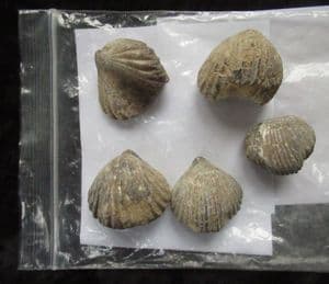 5 RHYNCHONELLID BRACHIOPODS - JURASSIC, MOROCCO.