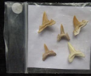 5 SAND SHARK TEETH - EOCENE, MOROCCO.