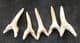 5 SUPERB SAND SHARK TEETH - EOCENE, MOROCCO.