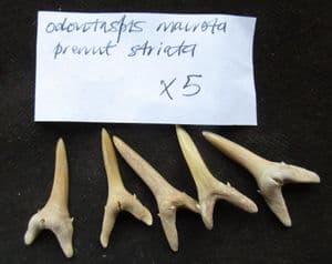 5 SUPERB SAND SHARK TEETH - EOCENE, MOROCCO.