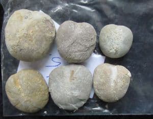 6 NUCLEOLITES SCUTATUS - JURASSIC, OSMINGTON, DORSET.