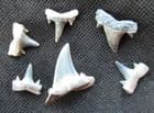 6 SHARK'S TEETH FROM THE BRACKLESHAM BEDS, LEE - ON -SOLENT, HAMPSHIRE.