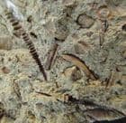 6 TENTACULITES - ORDOVICIAN, SHROPSHIRE.