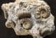 7 AMMONITE CLUSTER FROM MARSON MAGNA, SOMERSET.