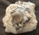 7 AMMONITE CLUSTER FROM MARSON MAGNA, SOMERSET.