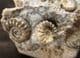 7 AMMONITE CLUSTER FROM MARSON MAGNA, SOMERSET.