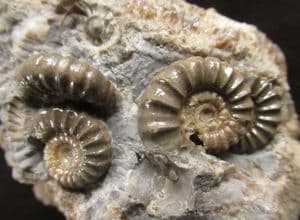 7 AMMONITE CLUSTER FROM MARSON MAGNA, SOMERSET.