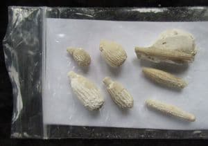 7 CIDARID SPINES - UPPER CHALK, EAST SUSSEX.